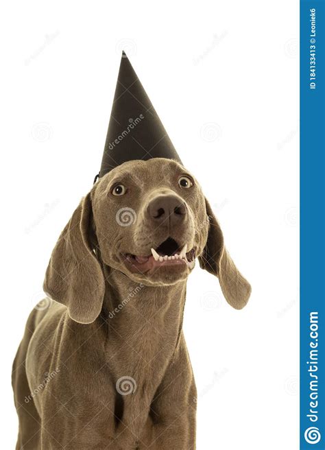 Funny Cute Young Weimaraner Dog Head Wearing A Party Hat Looking At The
