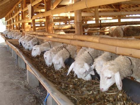 Di jawa, kambing ini di sebut kambing jawa. Gambar Jenis Kambing Gibas 2 Pedaging Gambar Yg Bagus di ...