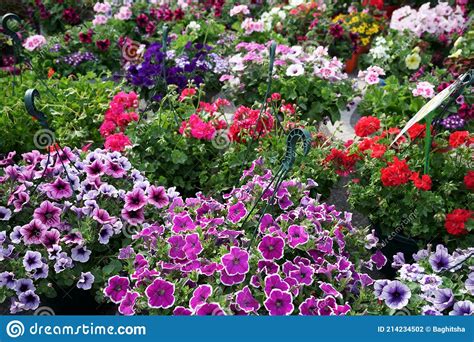 Petunias And Geraniums For Sale Hanging Baskets Outdoor Stock Photo