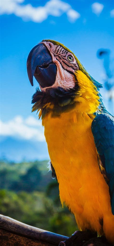 Macaw Bird Hd Cave Iphone Wallpapers Free Download