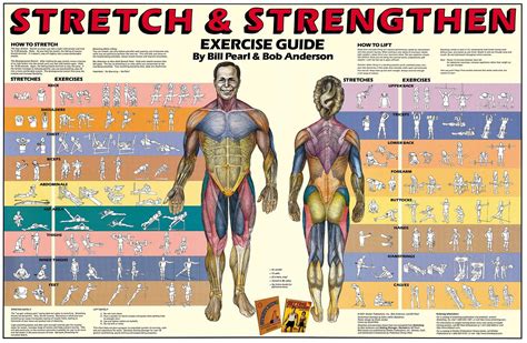 Different Exercises And Stretches For The Body Core Muscle Exercises
