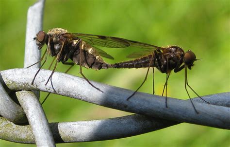 Reversed Parachutes Black Gnats