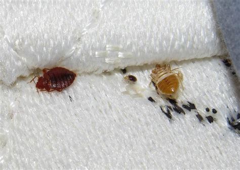 Bed Bug Shells Size Appearance And Everything You Need To Know