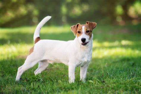 Jack Russell Terrier • Hellobark
