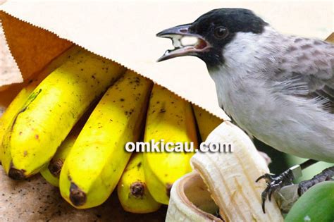 Tips mematangkan buah pisang untuk pakan burung kicauan | OM KICAU