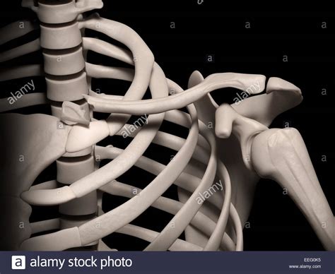 Clavicle Stock Photos And Clavicle Stock Images Alamy