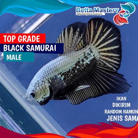Jual Ikan Cupang Black Samurai Jantan Hmpk Black Dragon Top Grade Murah