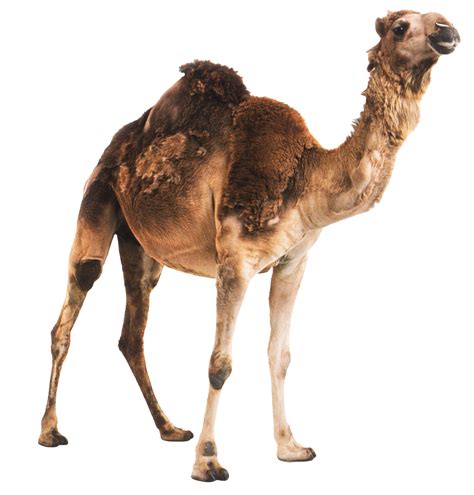 Camel Png Pic Background Png Play