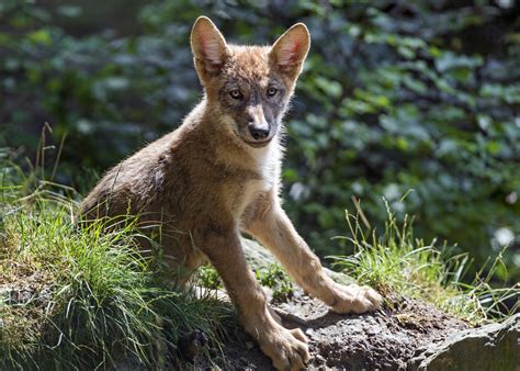 The other adults care for the pups whilst. Wolf pup posing quite well | This wolf pup was posing ...