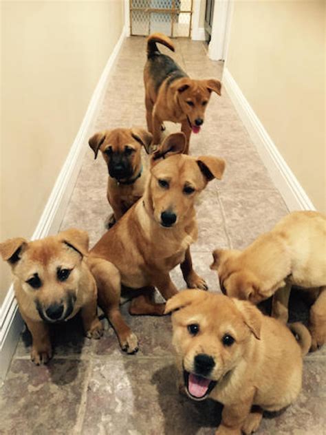 Teacup puppies for sale, tiny toy, imperial and miniature puppies for adoption and rescue near me. These Puppies Were Rescued From Meat Trade And Are Up For ...