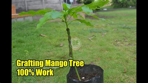 A Good Grafting Technique On Mango Tree 100 Successful Youtube