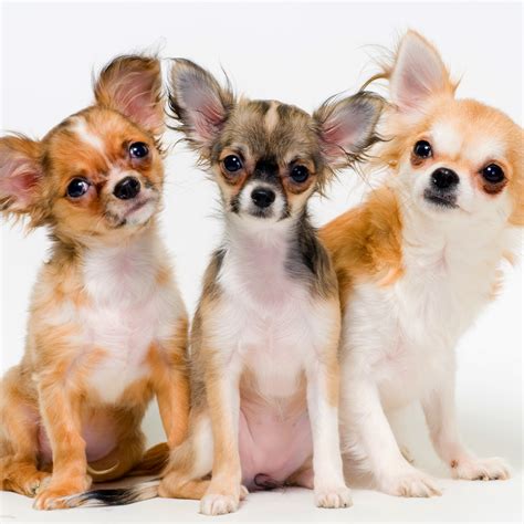gunggung: Gambar 5 Anjing Chihuahua