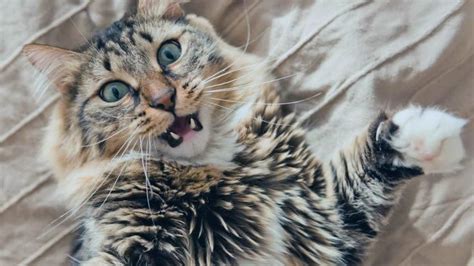 Selfishly, we all have our personal reasons for wanting our cats to have beautiful, trimmed claws. From nail biting to this crazy chatter, we pull back the ...