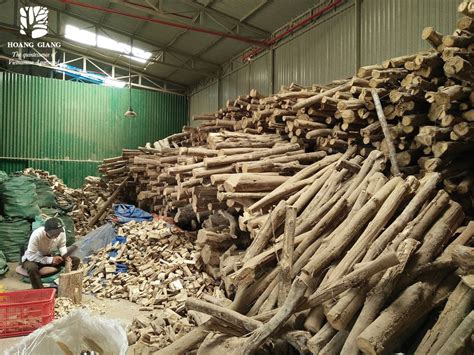 It is common for a buddhist to hold. How Aquilaria Tree Forms Wild Agarwood Is Different From ...