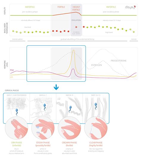Cervical mucus, or ovulation discharge, changes throughout your menstrual cycle. Cervical mucus: a sign of fertility