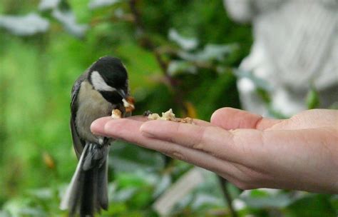 To keep them coming back birds require 3 basics: Feed Birds from Your Hand at The West Woods Nature Center ...