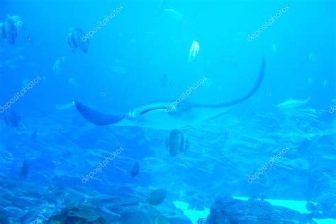 Manta Ray Floating Underwater Among Other Fish Stock Photo By