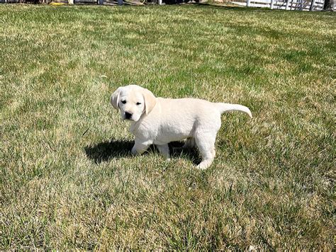 White Labrador Retriever Puppy Litters Coal Creek Labrador Retrievers