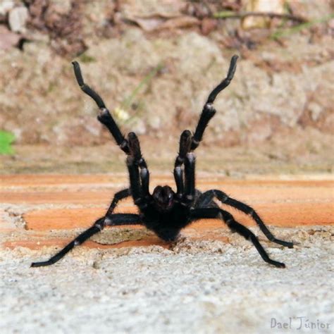 Possuem como mecanismo de defesa pelos urticantes no. Insetologia - Identificação de insetos: Aranha ...