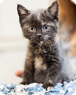 Beach blvd, royal palm beach, fl 33411 petsupermarket south wellington|5940 state road 7, lake worth, fl 33449. Meet Chrysocolla a Kitten for Adoption at East Lake Pet ...