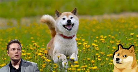Elon musk is a known fan of dogecoin, and regularly tweets memes about both the crypocurrency and its namesake shibu inu. Elon Musk โพสสุขสันต์วันคริสต์มาส ด้วยภาพผู้หญิงสวมกางเกง ...