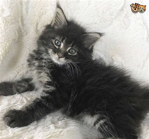 Maine coon cats are moderately active. Maine Coon Cats For Sale | Texas City, TX #243691