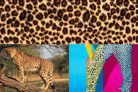 Different Animal Prints Used In Fashion The Creative Curator