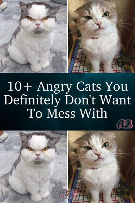 10 Angry Cats You Definitely Dont Want To Mess With Angry Cat Cats