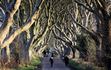 Game Of Thrones Dark Hedges Feels Strain Of Tourism Boost