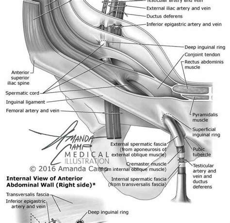 Anatomy Of The Inguinal Canal