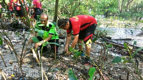 Video Kondisi Hutan Mangrove Wonorejo Surabaya Yang Tercemar Sampah