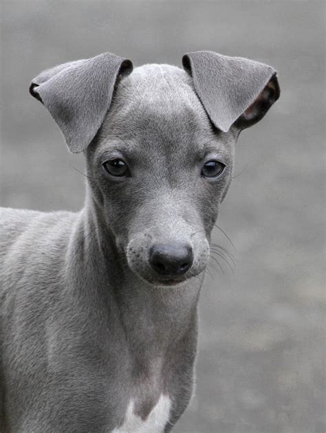 Grey Italian Greyhounds