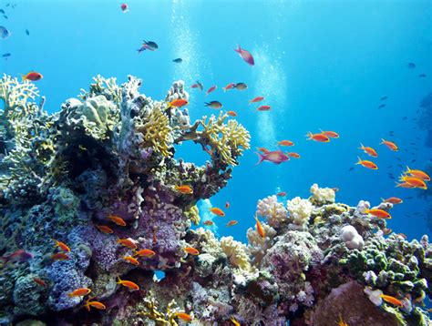 Nasa Launches The Worlds Largest Coral Reef Protection Project