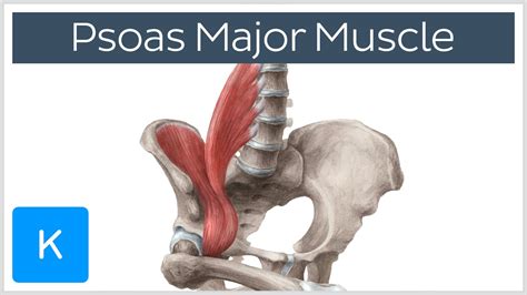 Psoas Major Muscle Origins Innervation Action Anatomy Kenhub Youtube