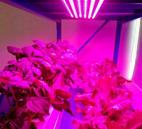 Instead of the current running end to this is way above the 10,000 hours of even the best fluorescent. Double Ended Led Plant Cmh Grow Light Bar Plasma Grow Tent ...