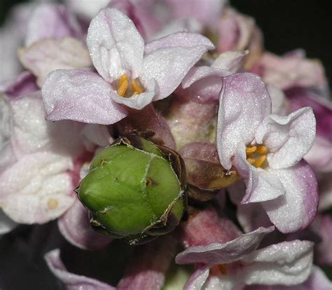 Daphne Mezereum Thymelaeaceae Image 11312 At