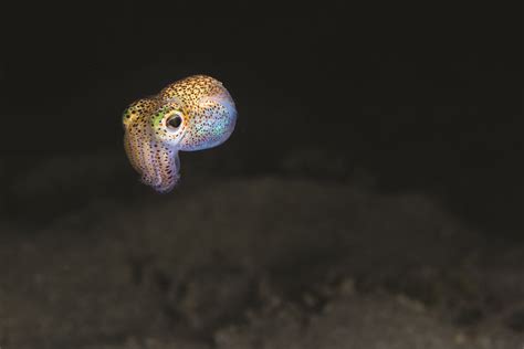 Hawaiian Bobtail Squid Creation 101