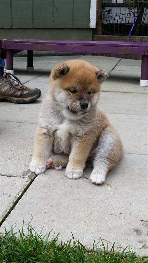 See more ideas about shiba inu a visit to the mame shiba inu cafe is a must when in tokyo! Baby Hiro at 5 weeks! | Shiba inu, New baby products, Shiba