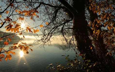 1680x1050 Autumn Tree Lake Sunbeams Morning 4k 1680x1050 Resolution Hd