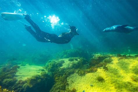 2023 Kangaroo Island Ocean Safari Snorkeling Safari
