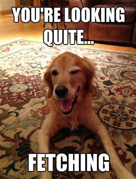 101 Funny I Love You Memes To Share With People You Like Funny Dog