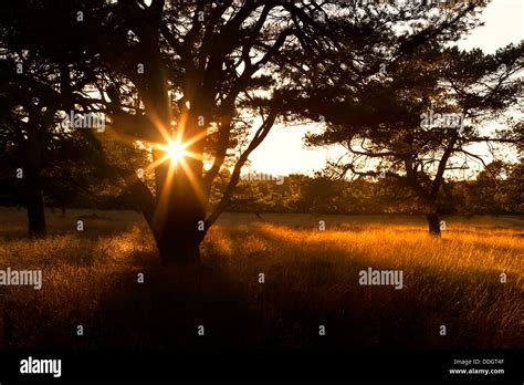 Sunbeams In Sunset Through Tree Stock Photo Alamy