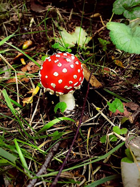 Free Images Nature Flower Red Autumn Botany Toadstool Flora
