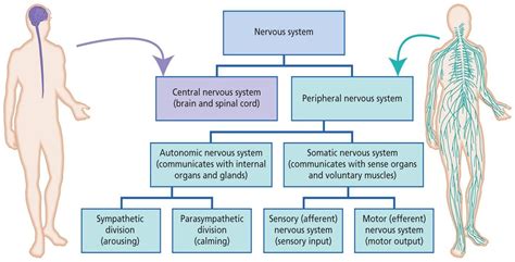 ระบบประสาท Nervous System Oldeenglishconsortium