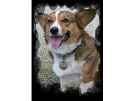 Are you looking for a pembroke welsh corgi puppy? Pembroke Welsh Corgi Puppies in Georgia