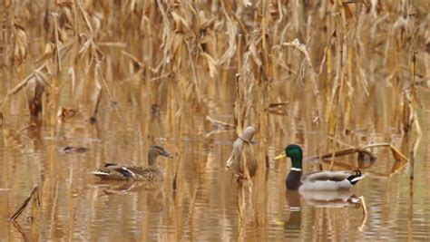 Mallard Ducks During Fall Migration Stock Footage Video 1644010