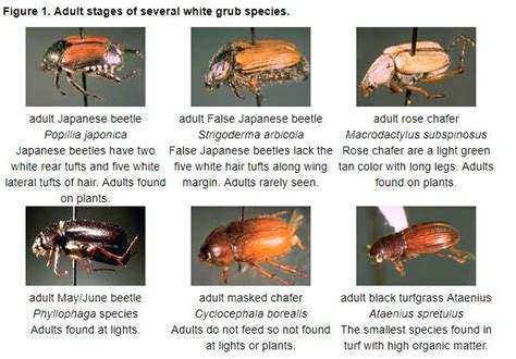 General Japanese Beetles