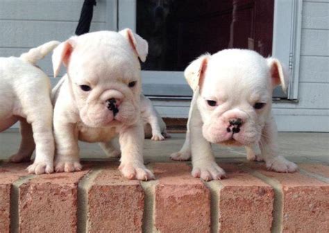 Excellent bulldogs info is readily available on our site. AKC White English Bulldog Puppies for Sale in Ringgold, Georgia Classified | AmericanListed.com