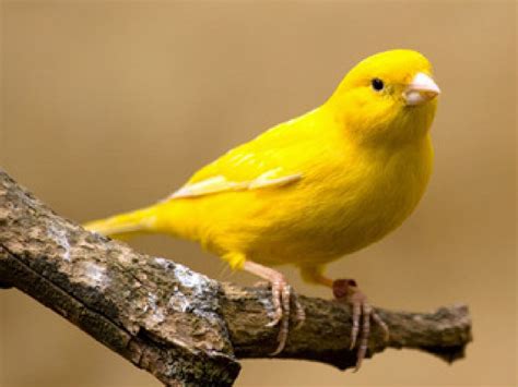 The Little Yellow Bird Not Your Mommas Drama