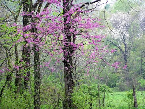 Its origins are unknown but it probably dates back to the 18th century. Spring Photograph 8x10 Flowering Redbud Trees by ...
